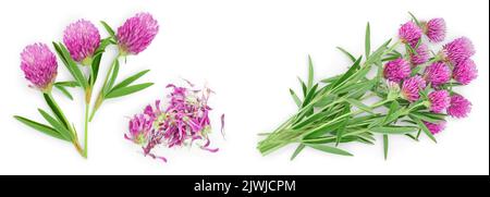 Blume eines Red clover Clover mit Blättern und einem Schaft close-up auf einem weißen Hintergrund. Ansicht von oben. Stockfoto