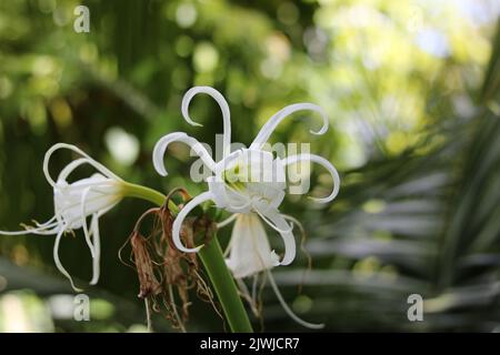 Zarte weiße Hymenocallis, auch bekannt als tropische oder Spinnenlilie Stockfoto