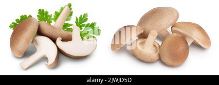 Frischer Shiitake-Pilz isoliert auf weißem Hintergrund mit voller Schärfentiefe. Stockfoto