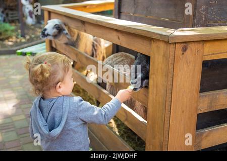Ein Kind ernährt ein Schaf auf einem Bauernhof. Selektiver Fokus. Stockfoto