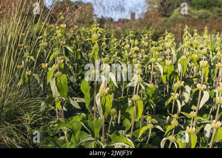 Phlomis russeliana (türkischer Salbei) – Whorled blassgelbe Blüten an starken Stielen, die zu Samenköpfen verblassen Stockfoto