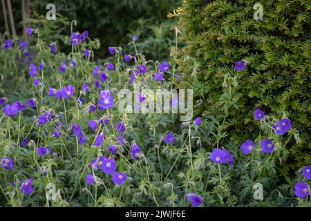 Geranium 'Orion' (Cranesbill) in Blüte, große Gruppe, wächst neben einer Taxus baccata (Eibe) Hecke, schattentolerante Pflanzung Stockfoto