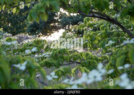 Cornus kousa 'Koree' / Kousa Dogwood, großer Strauch / kleiner Baum, Blick durch blühende Äste zur Wiese, Abendlicht Stockfoto