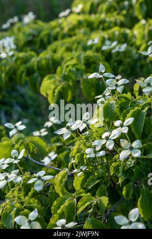 Cornus kousa 'Koree' / Kousa Dogwood blühende Äste, großer Strauch / kleiner Baum Stockfoto