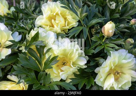 Paeonia 'Bartzella' (Pfingstrose) in Blüte Stockfoto