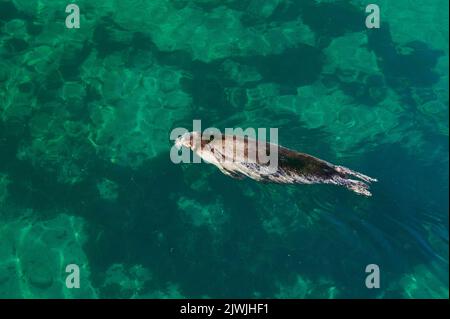 Kegelrobbe Halichoerus grypus, Phocidae Stockfoto