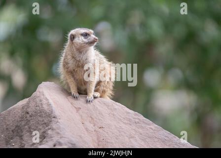 Der Erdmännchen, auch Surikate oder veraltete Scharrtier genannt, ist eine Säugetierart aus der Mungo-Familie Stockfoto