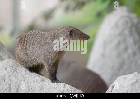 Die gebänderte Mungos (mungos mungo) ist eine räuberische Art aus der Familie der Mungos (Herpestidae). Es ist in vielen Ländern südlich der Sahara zu finden Stockfoto