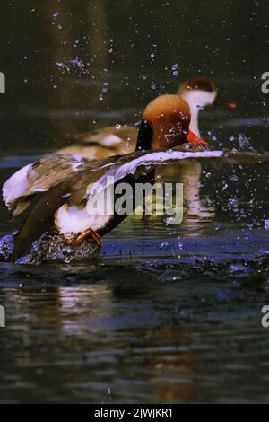 Schar von schönen und bunten roten Haubenpappentaucher (netta rufina) in Chupir char oder purbasthali Vogelschutzgebiet in der Nähe von kalkutta in West bengalen, indien Stockfoto