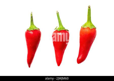 Frischer, frischer, roter Chilischote aus biologischem Anbau, isoliert auf weißem Hintergrund Stockfoto