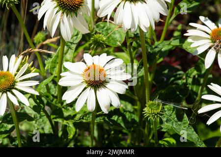 echinacea purpurea alba weiße Kegelblume Pflanze im Ziergarten Stockfoto