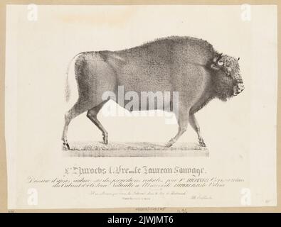 Europäischer Bison. Oziębłowski, Józef (Wilno ; Zakład litograficzny ; 1833-1863), Brunner, F. (fl. Ca 1825-1832), Zeichner, Karikaturist Stockfoto