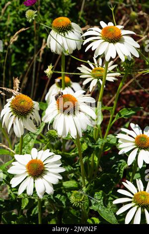 Helle Blüten der Echinacea alba Blütenköpfe, die Anfang juli erscheinen Stockfoto
