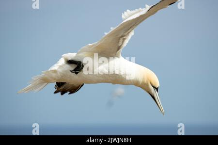 Ein Gannet fliegt am Rand der Klippen entlang und achtet genau auf die Annäherung an das Nest. Dicht gepackt auf Felsvorsprüngen braucht es große Geschicklichkeit Stockfoto