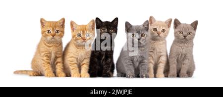 Wurf von 6 verschieden farbigen britischen Kurzhaar-Katzenbabys, die nebeneinander in perfekter Reihe sitzen. Alle blicken auf die Kamera. Isoliert auf einem weißen Stockfoto