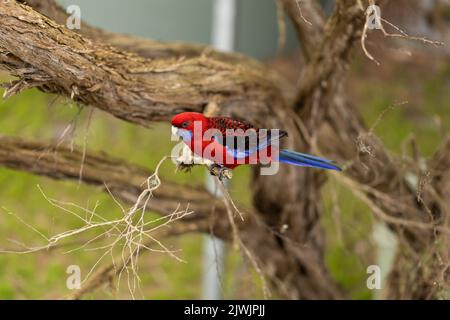 Ein australischer rosella-Papagei, der auf einem Teebaum sitzt Stockfoto