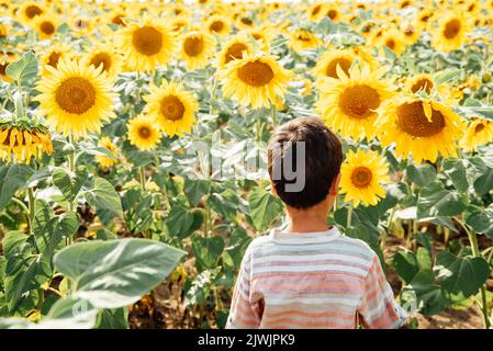 Liebenswert kleinen Jungen auf Sommer Sonnenblumen Feld im Freien. Glückliches Kind schnüffelt Sonnenblumenblume auf grünem Feld. Ukraine Landwirtschaft Stockfoto