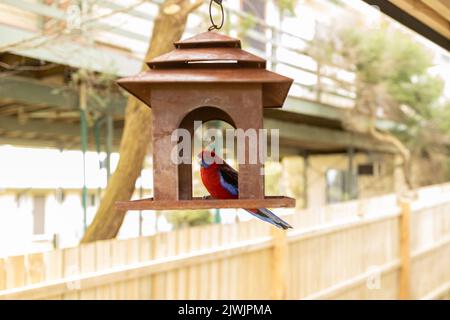 Ein australischer rosella-Papagei, der auf einem Futterhäuschen sitzt Stockfoto