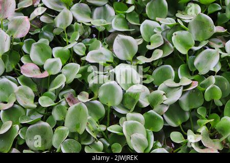 Camalote schwimmt im parana Fluss Buenos Aires Stockfoto