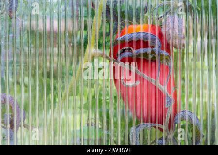 San Marzano Tomate wächst in einem Gewächshaus. Gesehen durch geripptes Plexiglas aus Gewächshaus. Stockfoto