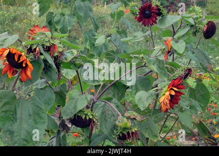 Sonnenblumen wachsen im ländlichen Garten. Offenes ebenerdes Flachbett in den Garten. Hintergrund der Landwirtschaft. Dekorative Blumen. Stockfoto