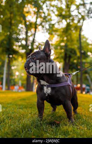 Die französische Bulldogge folgte dem Befehl ruhig und steht an einem Ort im Park unter den Strahlen der warmen Abendsonne Stockfoto