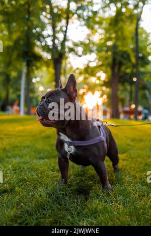 Die französische Bulldogge folgte dem Befehl ruhig und steht an einem Ort im Park unter den Strahlen der warmen Abendsonne Stockfoto