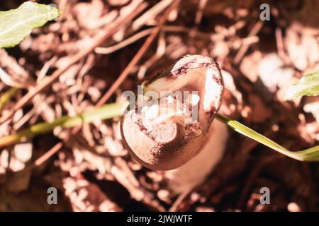 Ein Pilz, der aus nassen getrockneten Blättern hervortritt. Draufsicht. Speicherplatz kopieren Stockfoto