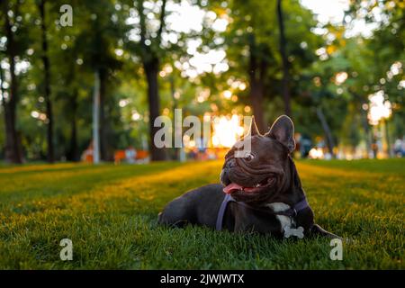Ein fröhlicher Hund liegt im Park unter den Strahlen der Abendsonne, die ihn von hinten erleuchten Stockfoto