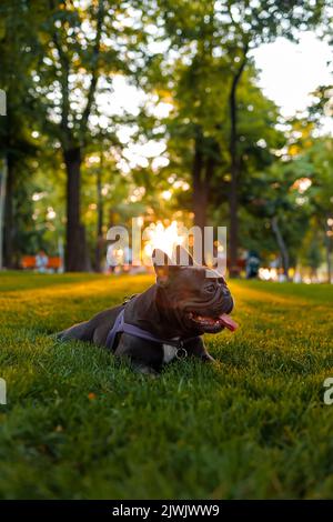 Ein fröhlicher Hund liegt im Park unter den Strahlen der Abendsonne, die ihn von hinten erleuchten Stockfoto