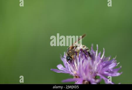 Nahaufnahme einer kleinen wilden Biene gegen das Licht. Die Biene sucht Nahrung und Pollen auf einer violetten Wildblume. Es ist Platz für Text. Stockfoto