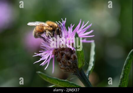 Nahaufnahme einer kleinen Honigbiene gegen das Licht. Die Biene sucht Nahrung und Pollen auf einer violetten Wildblume. Der Hintergrund ist grün mit Lichtreferenz Stockfoto