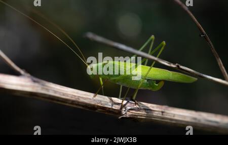 Nahaufnahme eines grünen Heupferdes (Tettigonia viridissima), das sich zwischen Zweigen in den Zweigen versteckt. Der Hintergrund ist dunkel. Stockfoto