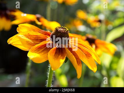 Rudbeckia blüht in voller Blüte in der Sonne in einem englischen Garten Stockfoto