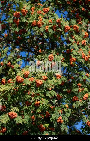 Hintergrund und Textur der Krone eines Baumes mit gelb reifen Ebereschen-Beeren im Spätsommer. Stockfoto