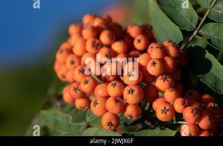 Nahaufnahme von orangefarbenen Vogelbeeren, die vor grünen Blättern und vor einem blauen Himmel wachsen. Stockfoto