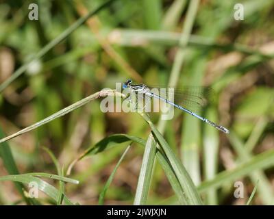 Männchen einer azurblauen Jungfrau Coenagrion sitzt auf einem Grasblatt Stockfoto