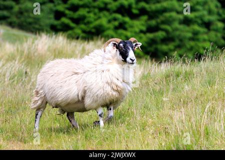 Single Scottish Blackface Schafe stehen auf einem Hügel in Richtung der Kamera zu schauen. Stockfoto