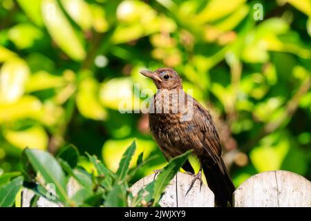 Der junge Blackbird thront auf einem Holzzaun in einem schottischen Garten Stockfoto