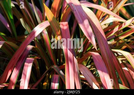 Nahaufnahme von sonnenbeschienenen rosa und grün-blättrigen Phormium Neuseeland Flachs Stockfoto