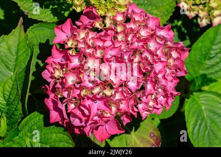 Nahaufnahme eines sonnenbeschienenen Blütenkopfes der rosa Hydrangea Stockfoto