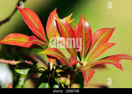 Nahaufnahme von sonnenbeschienenen grünen und feuerroten Pieris-Blättern Stockfoto