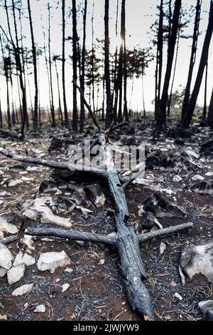 Verkohlte Baumstämme und verbrannte Erde, verbrannt durch den größten Waldbrand in der Geschichte sloweniens, europa Stockfoto