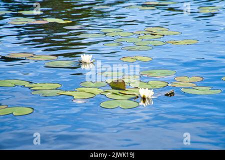 Auf einem See in Schweden in Smalland. Seerosenfeld mit weißen Blüten, in blauem klarem Wasser. Entspannung und Ruhe im Urlaub Stockfoto