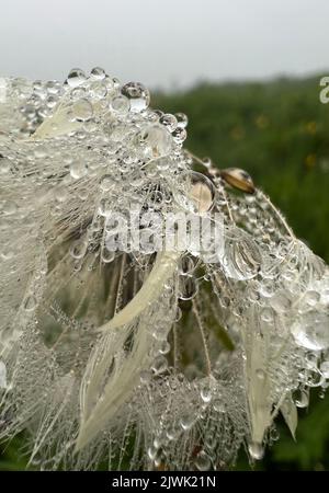Dandelion mit Regentropfen auf hellem Hintergrund. Schöne florale Hintergrund. Stockfoto