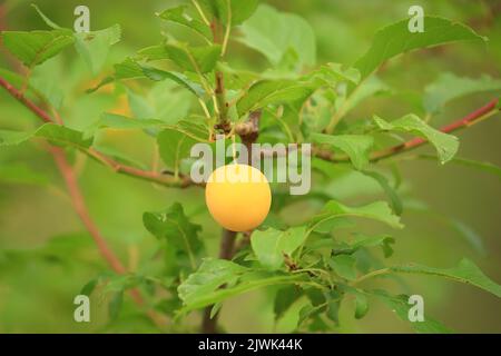 Gelbe Pflaume auf Baum. Unbehandelte Früchte aus biologischem Anbau. Stockfoto