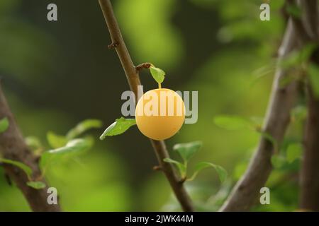 Gelbe Pflaume auf Baum. Unbehandelte Früchte aus biologischem Anbau. Stockfoto