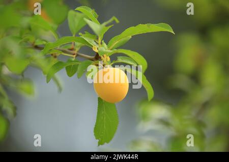 Gelbe Pflaume auf Baum. Unbehandelte Früchte aus biologischem Anbau. Stockfoto