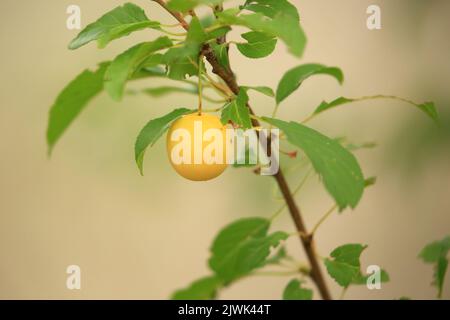 Gelbe Pflaume auf Baum. Unbehandelte Früchte aus biologischem Anbau. Stockfoto