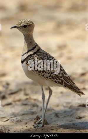 Doppelbänderiger Courser (Rhinoptilus africanus) Kgalagadi Transfrontier Park, Südafrika Stockfoto